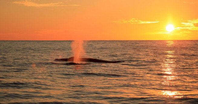 Whale Watching at Sunset